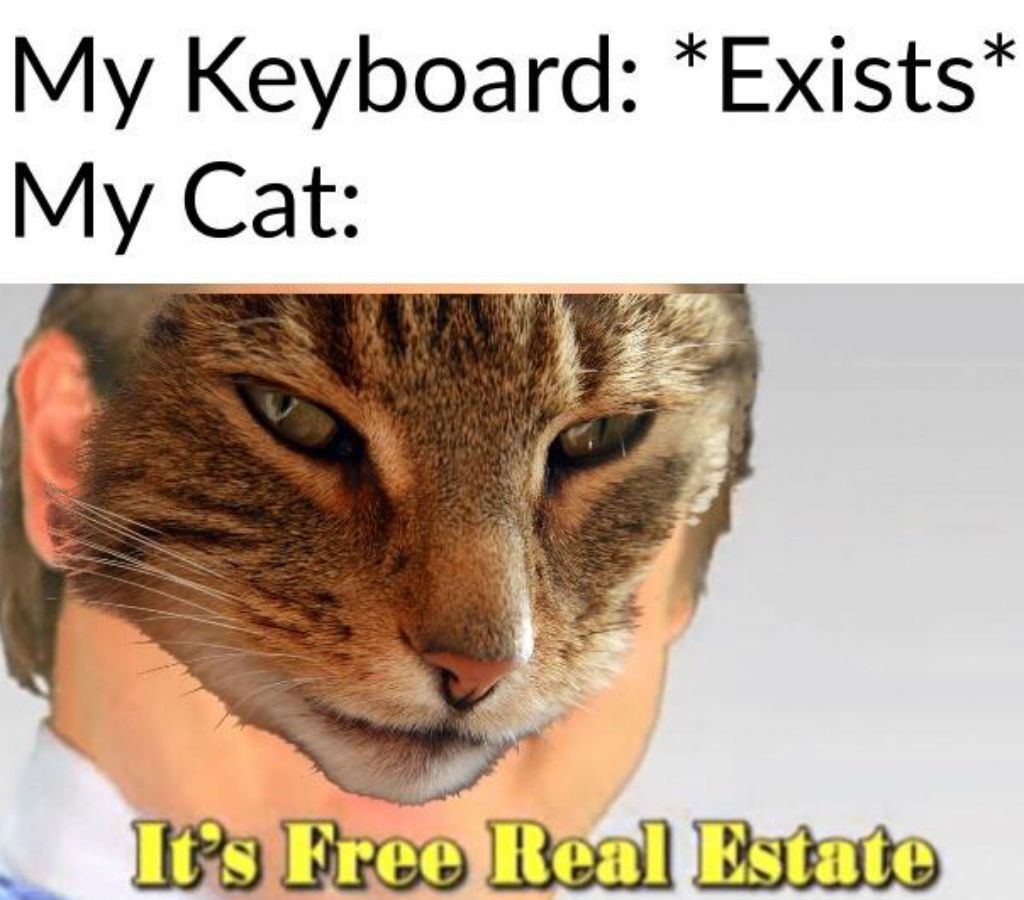 Мемове за котки за недвижими имоти