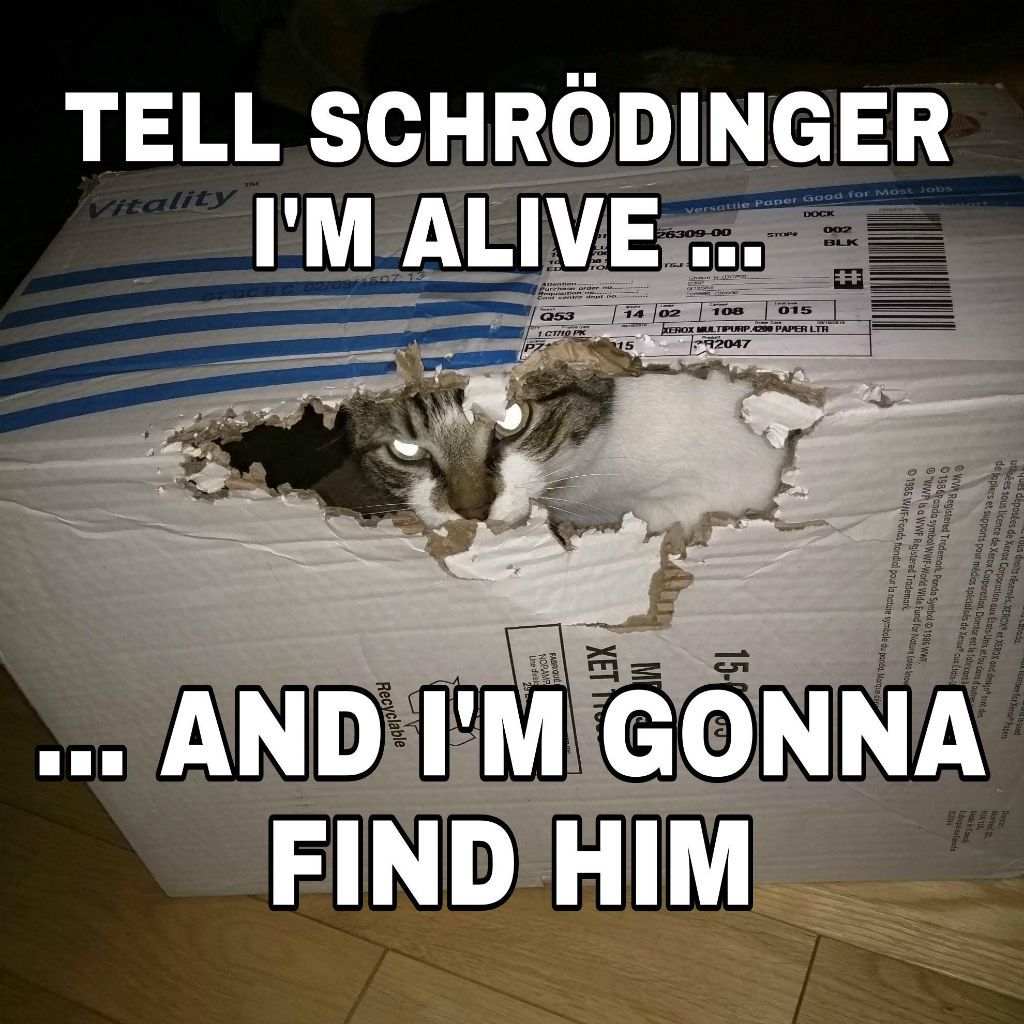 Котовите мемове на Schrodinger