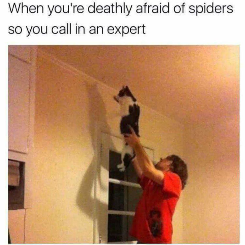 Zirnekļu kaķu memes