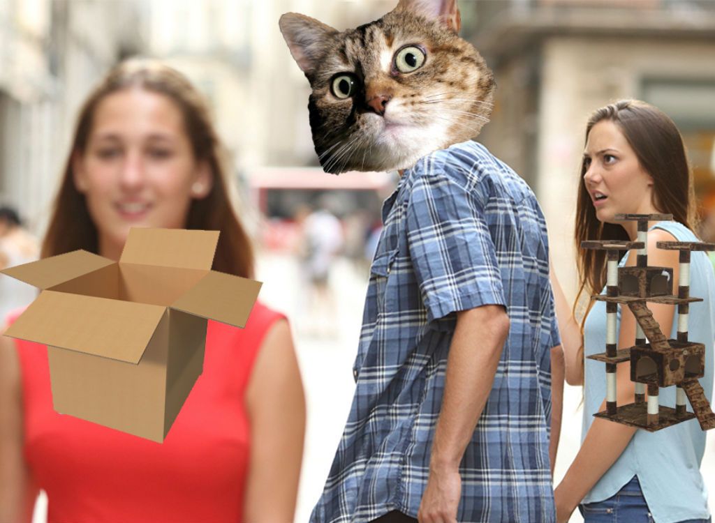 Кутия котки меми