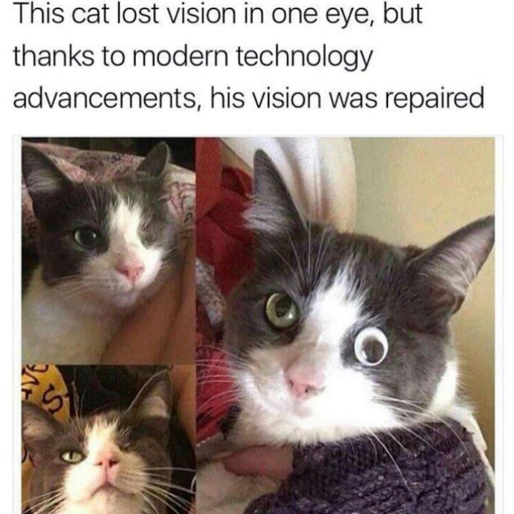 ایک آنکھ والی بلی میمز