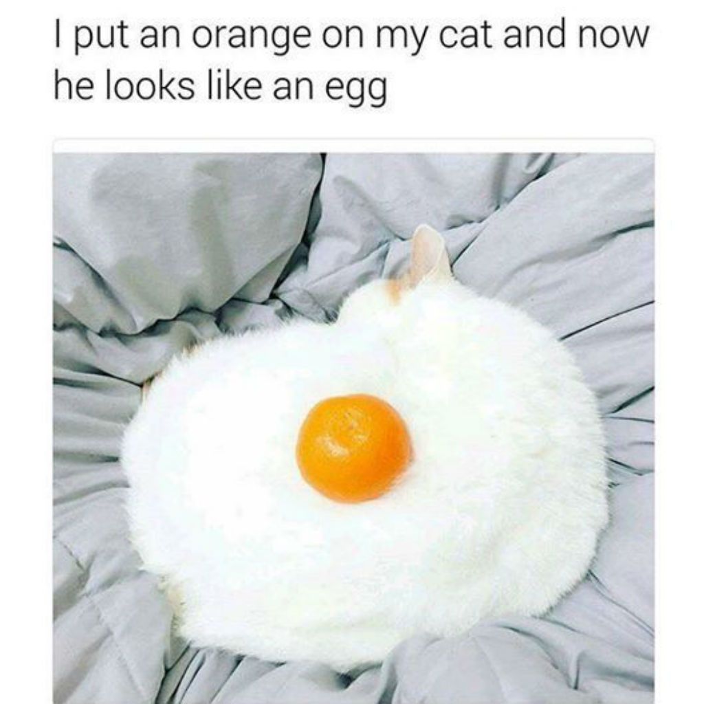 Memes del gato del huevo