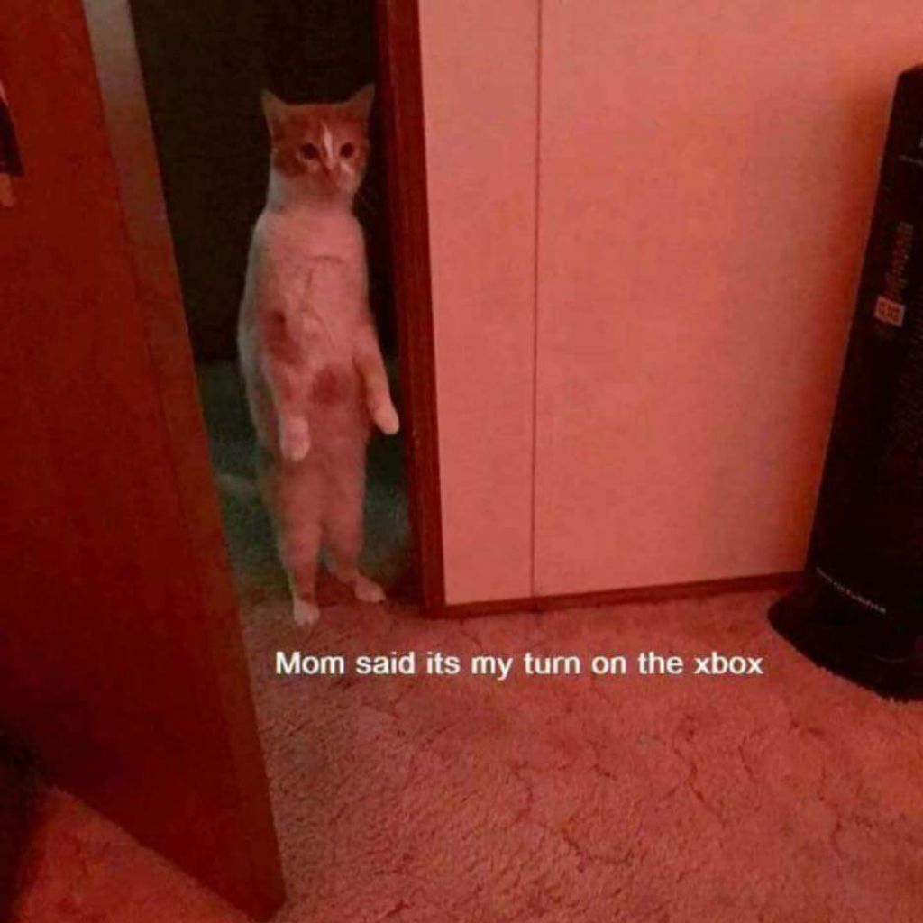 Xbox kaķu memes