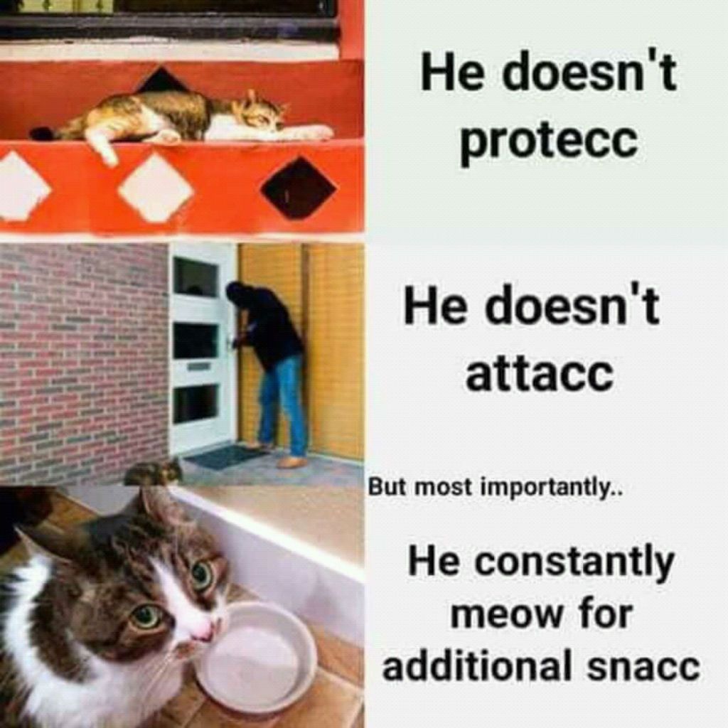 Snacc kaķu memes