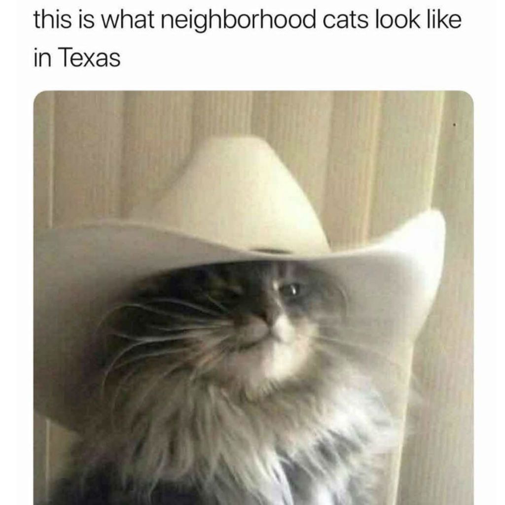 Kapuces kaķu memes