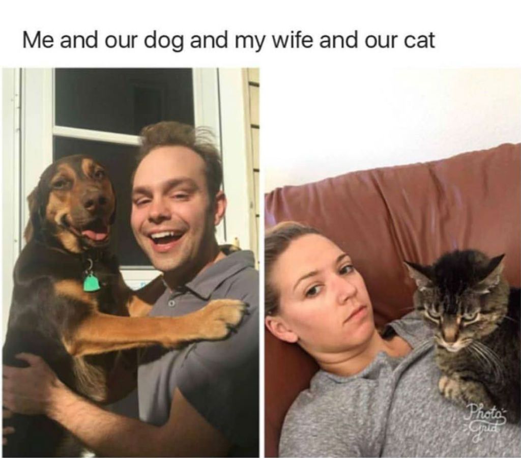 Кучета и котки меми