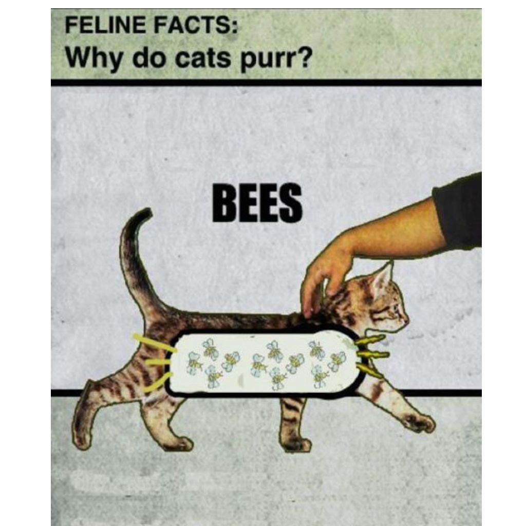 شہد کی مکھیوں کی بلی میمز
