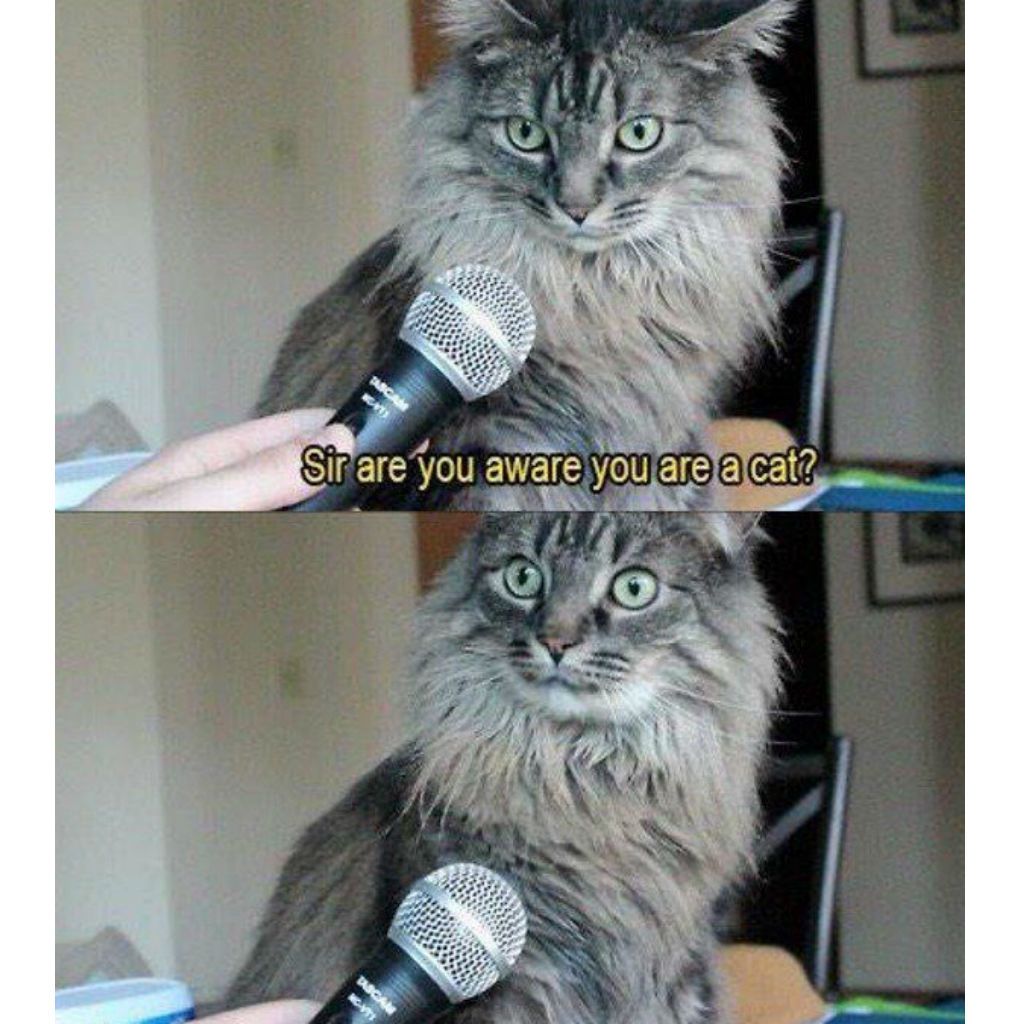 حیرت زدہ بلی میمز