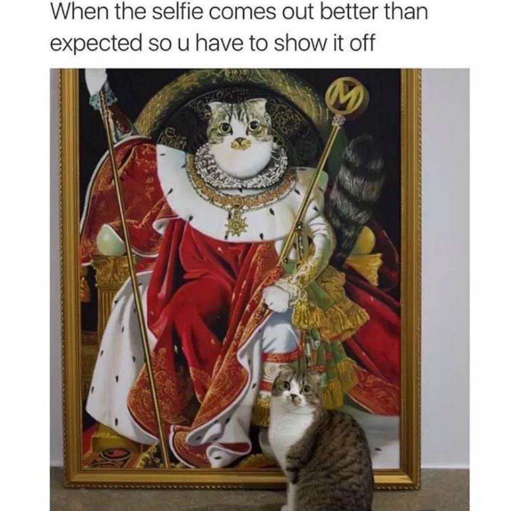 Мемове за селфи котки