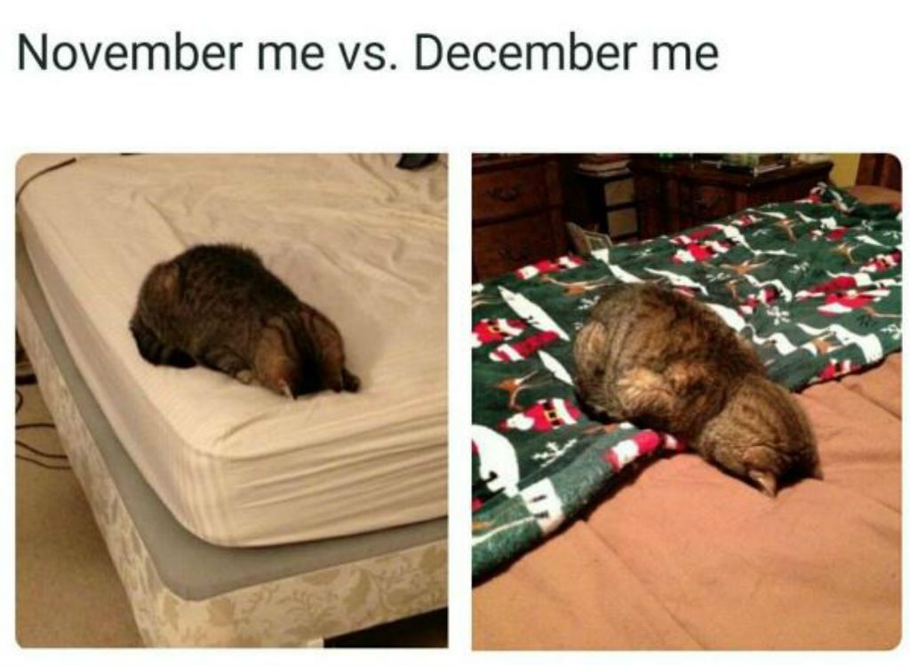 Memes de gatos de diciembre