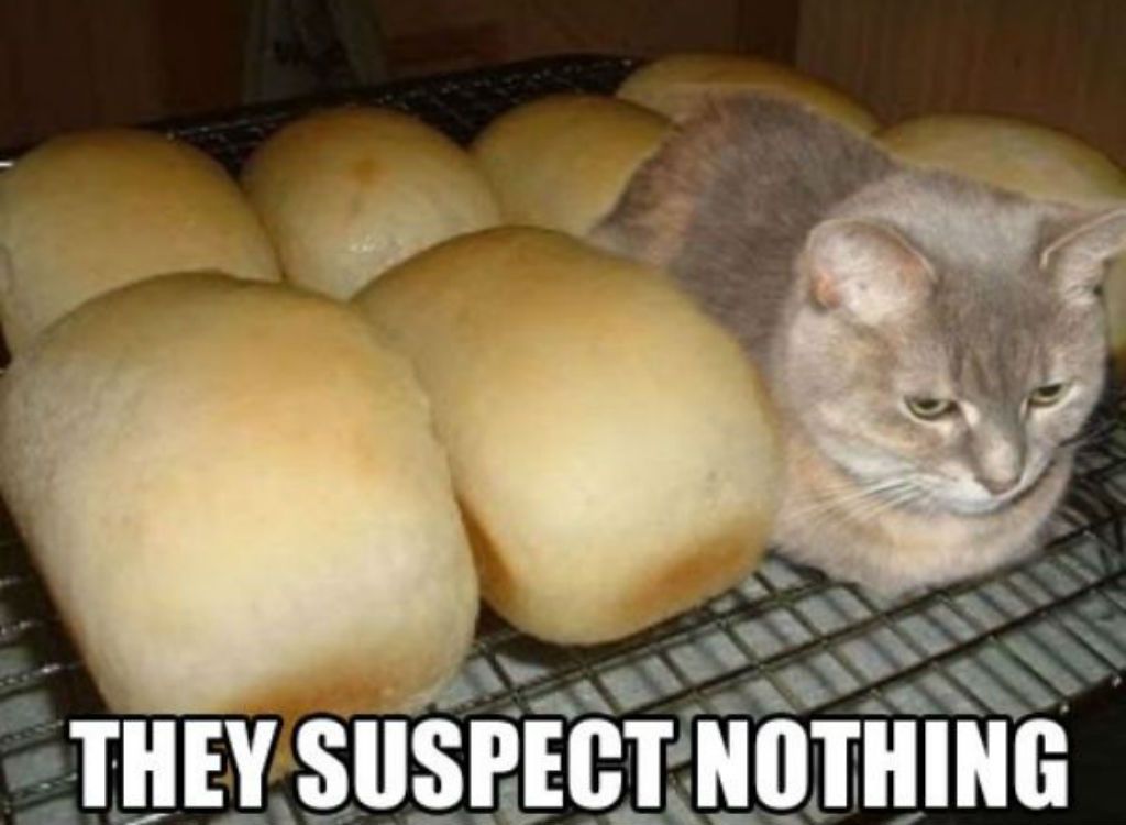 Memes del gato del pan