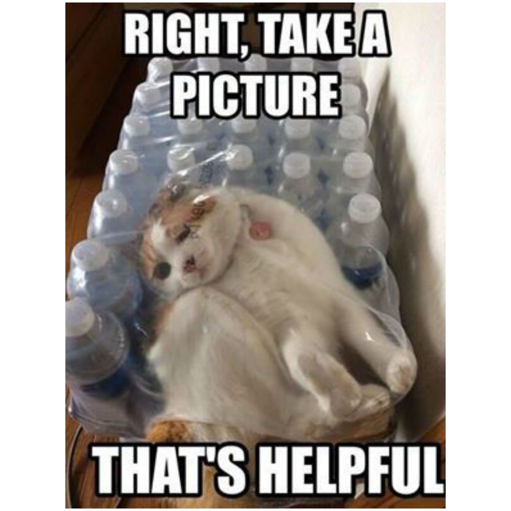 Plastmasas kaķu memes
