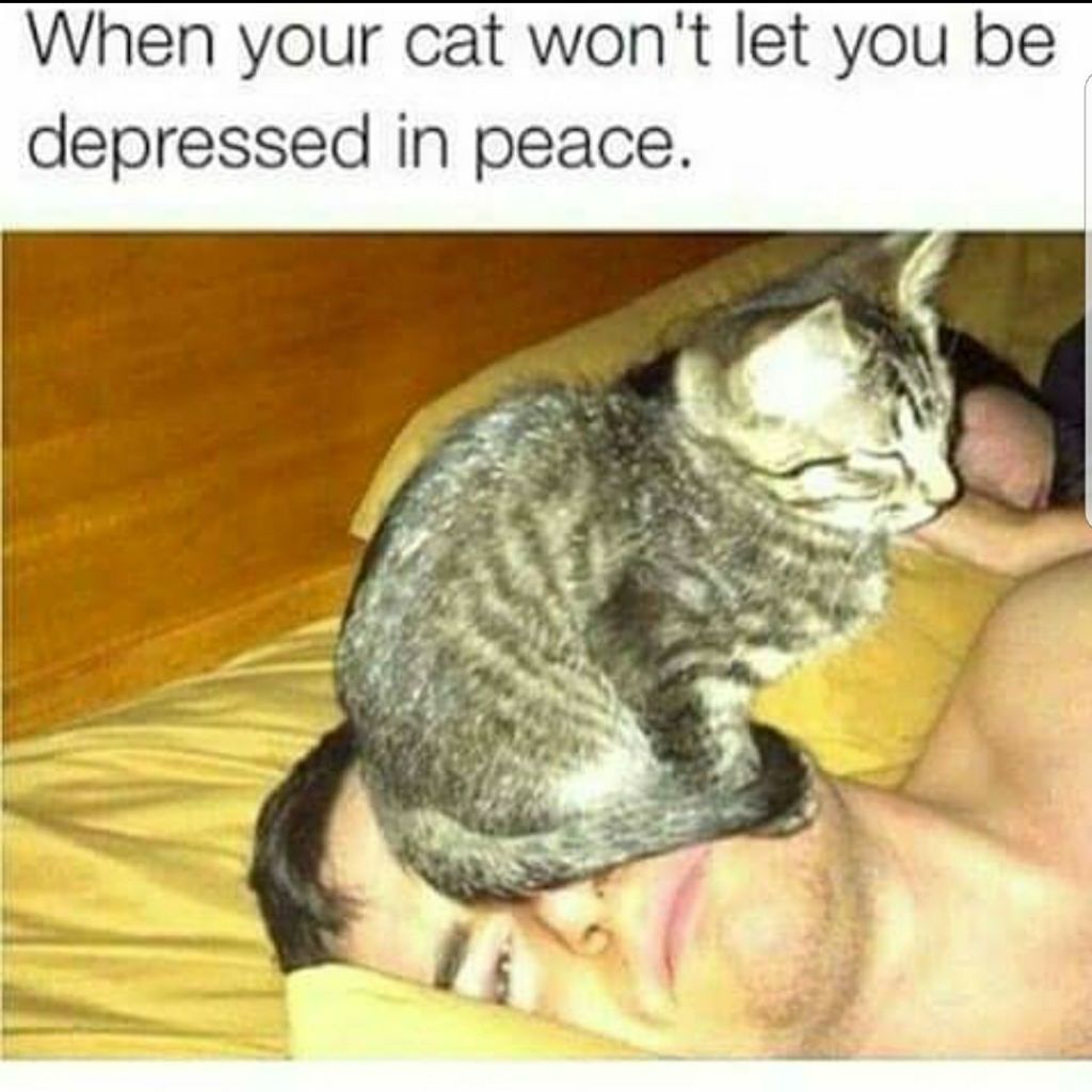 Депресирани котешки мемове