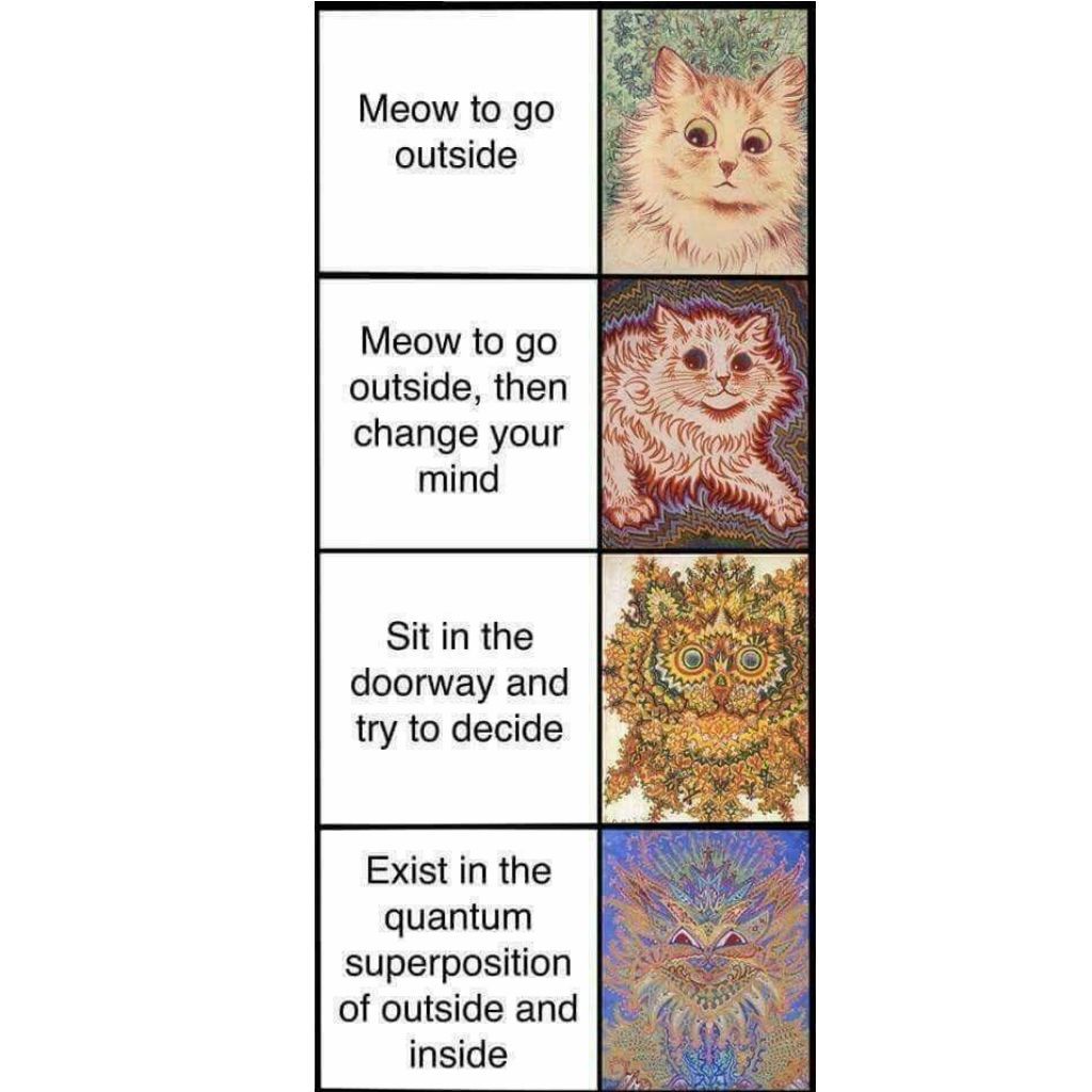 Memes del gato consciente
