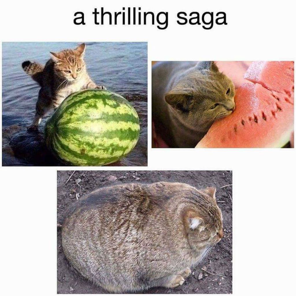 Memes del gato sandia