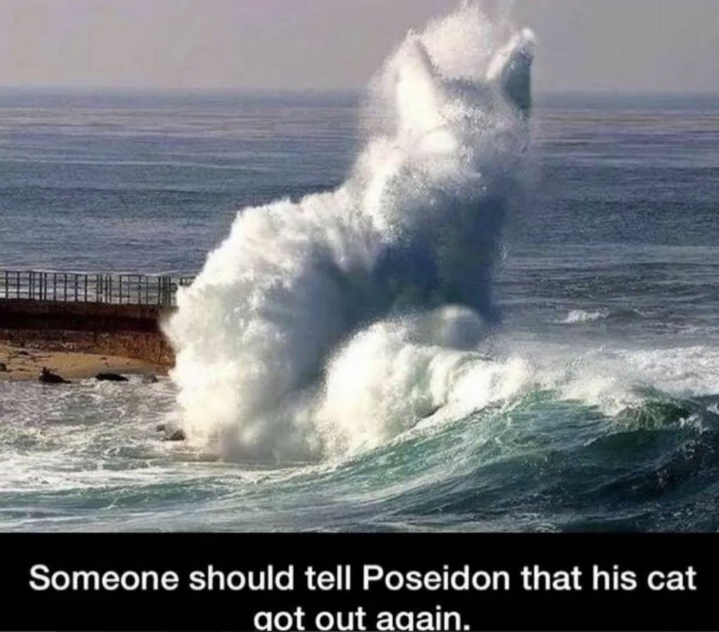 Poseidona kaķu memes
