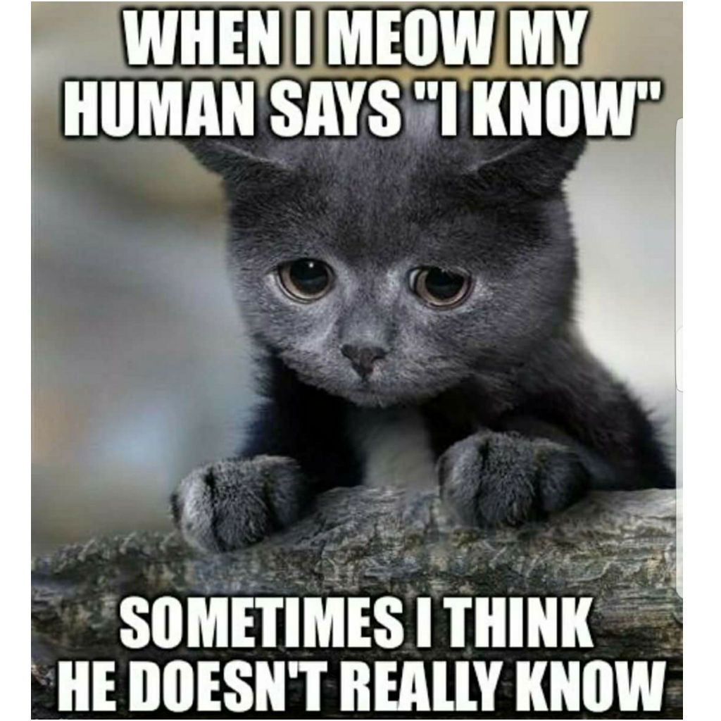 Memes de gatos tristes