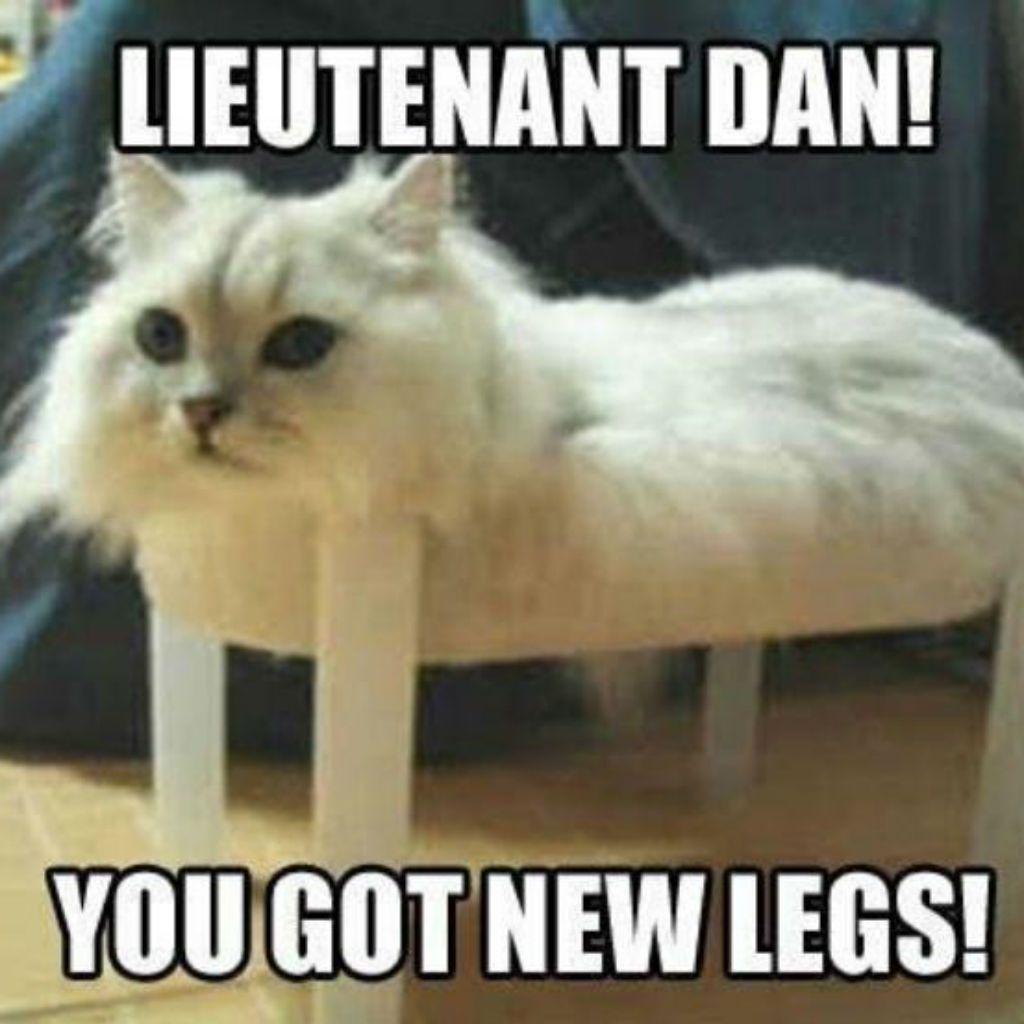 نئی ٹانگوں بلی memes