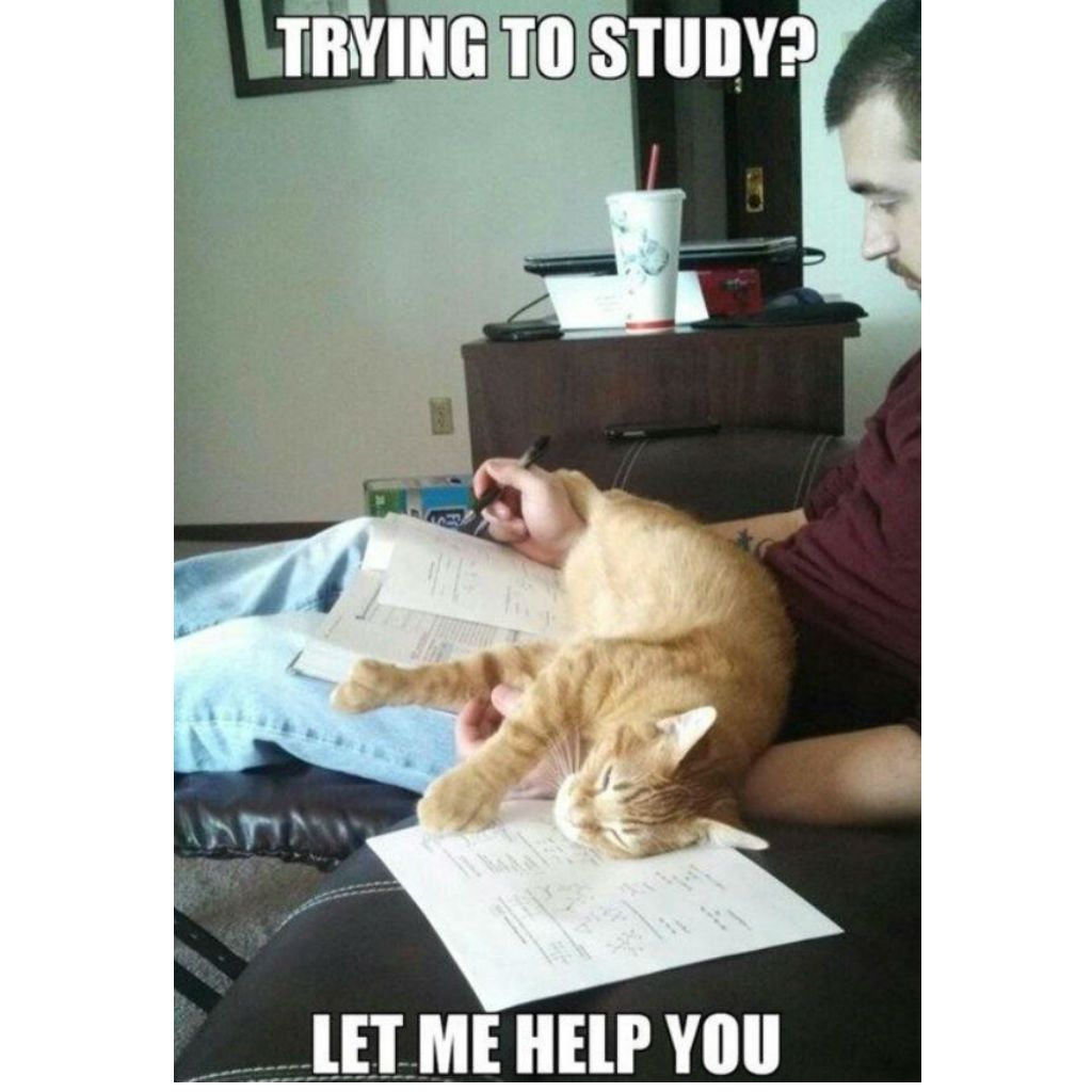 Изучаване на котешки меми