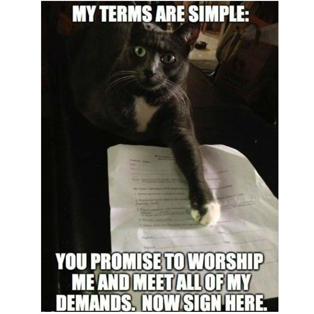 Līguma kaķu memes