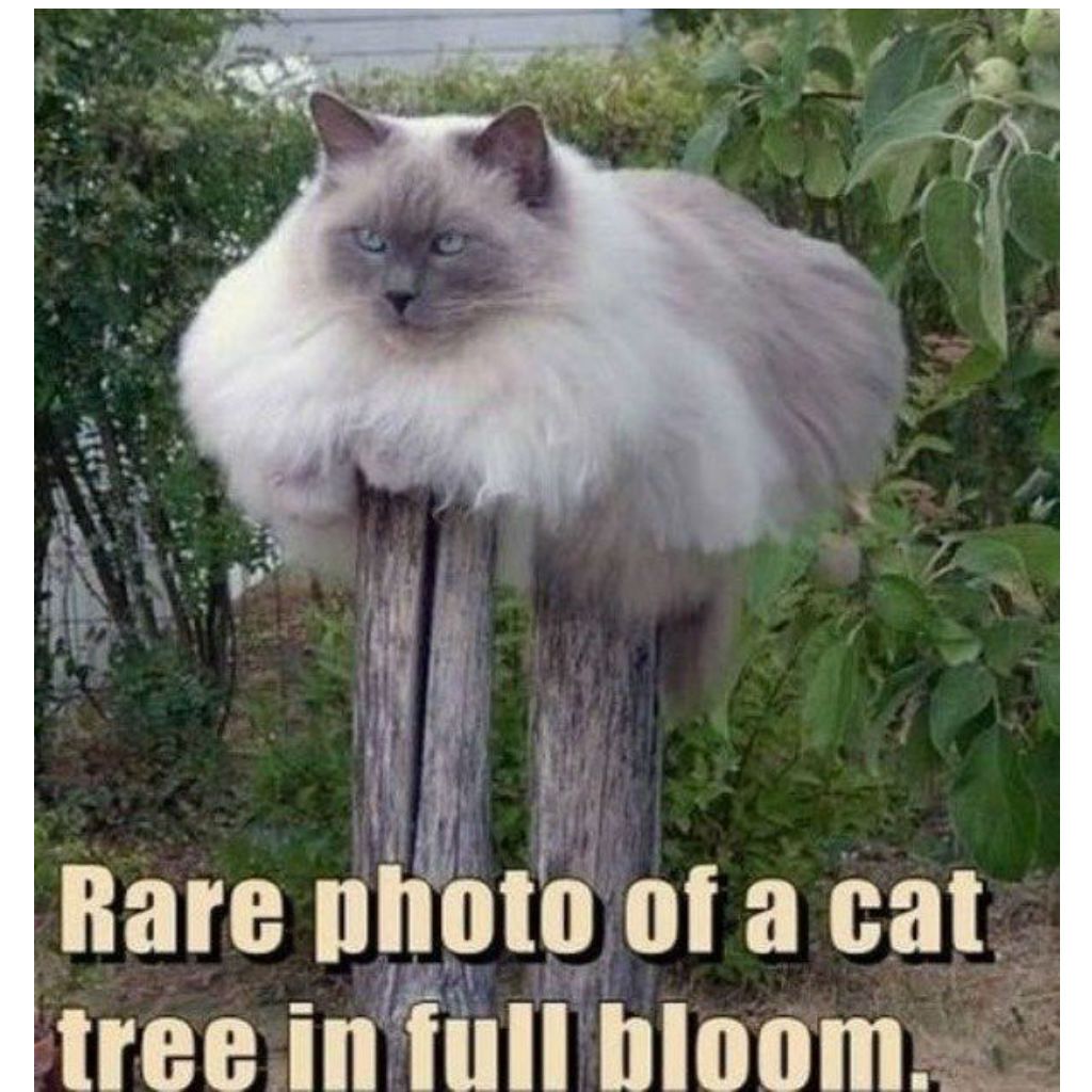 Kissa puu kissa meemit