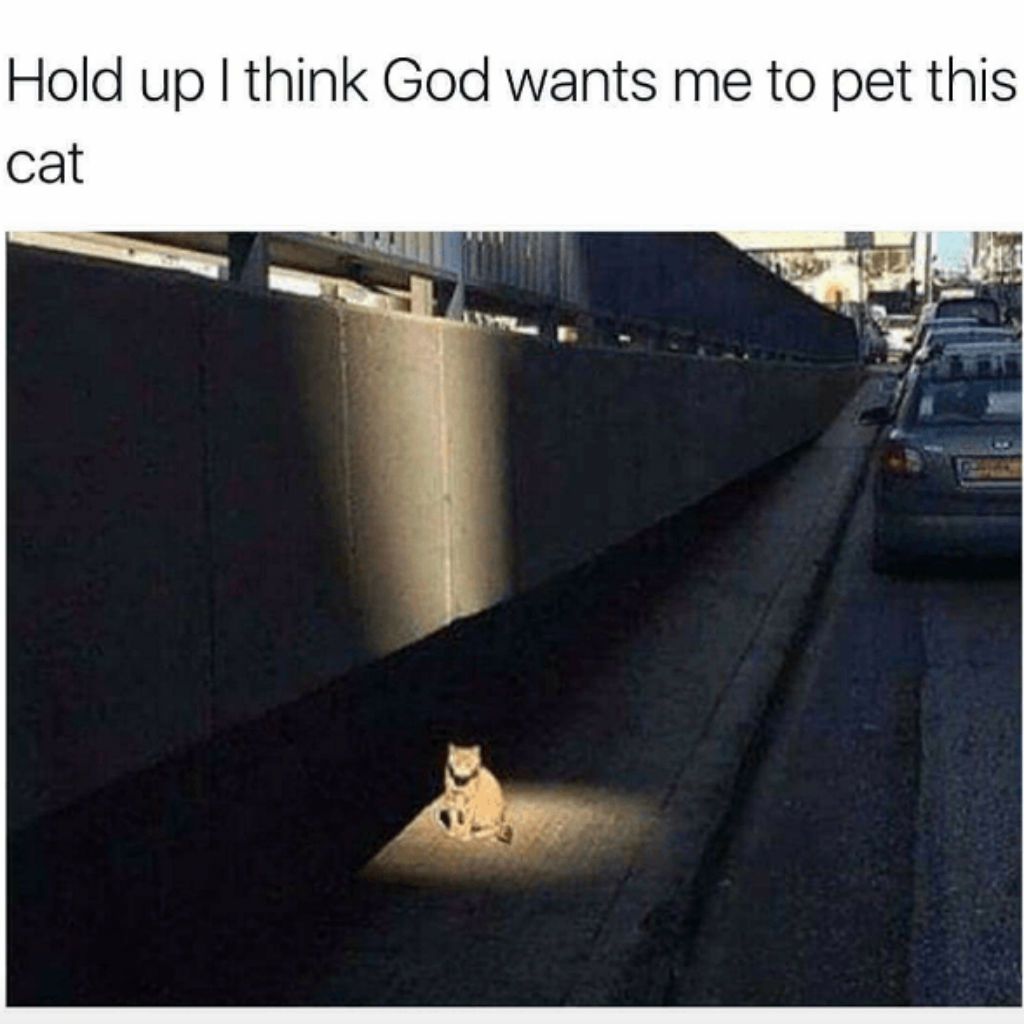 Бог котка меми
