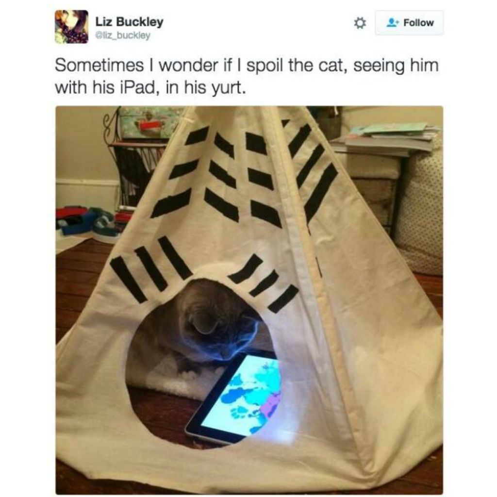 Yurt cat memes
