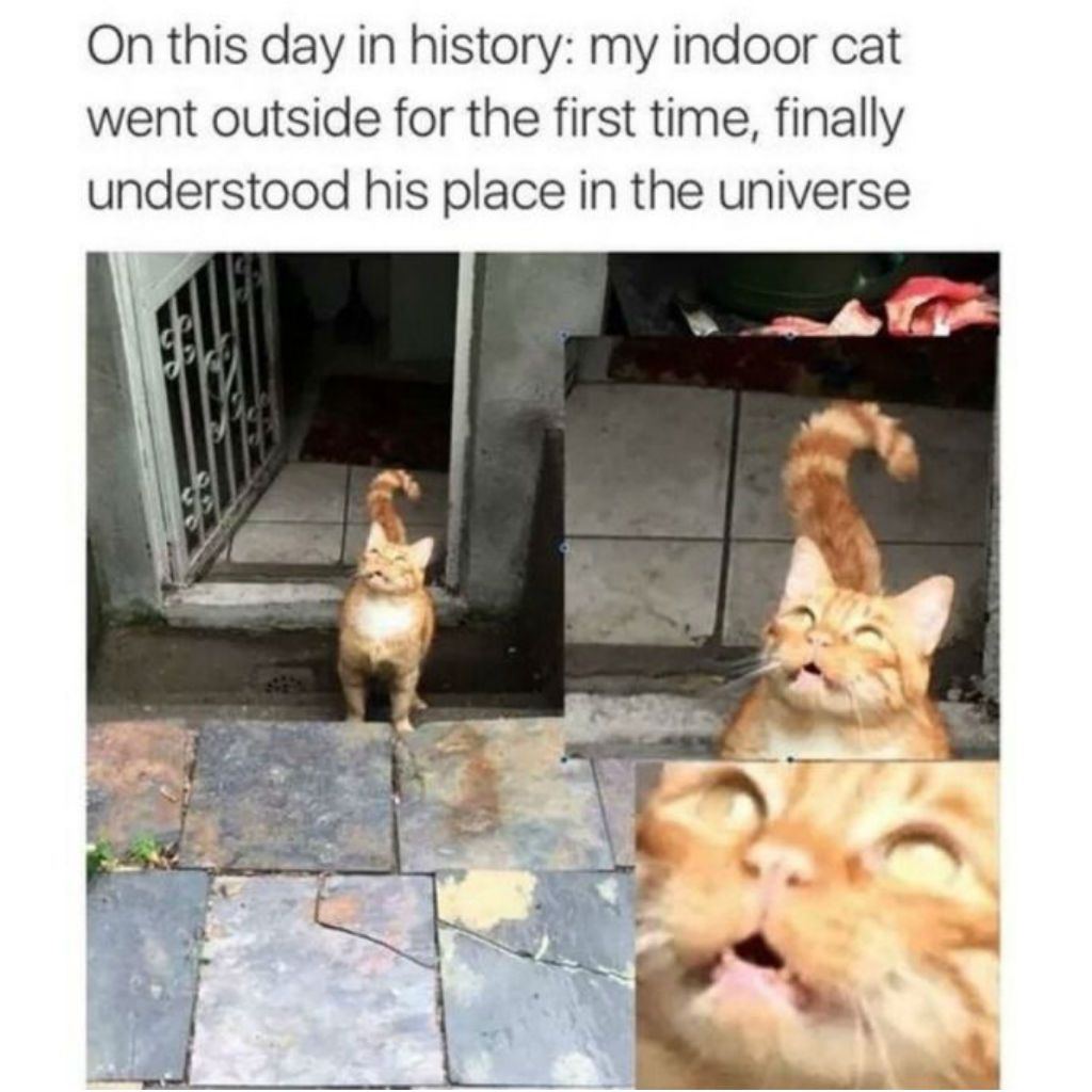 Memes de gatos al aire libre