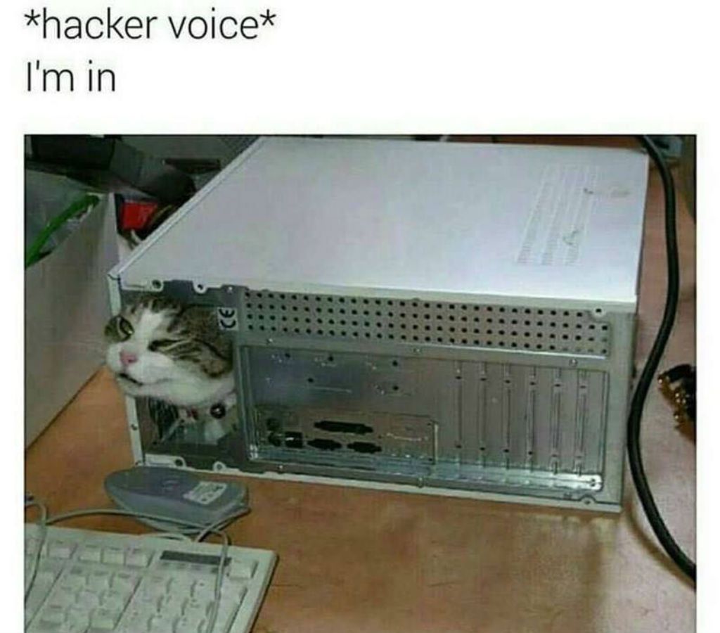 Memes del gato hacker