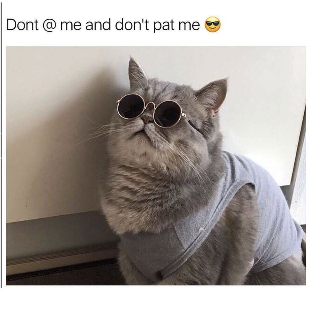 Brez mačjih memov za mačke