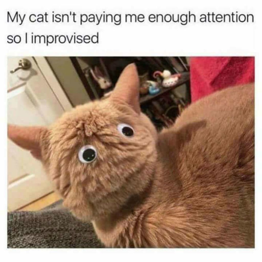 Googly eyed cat meme