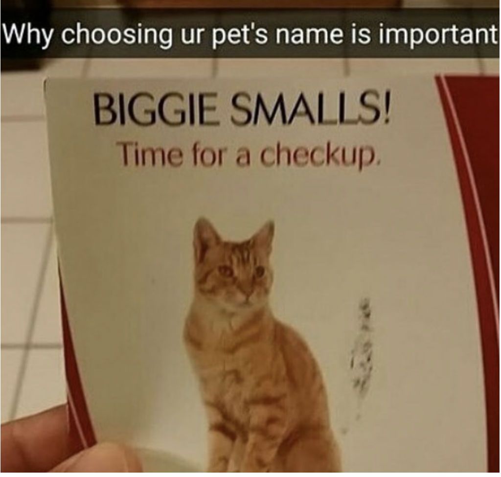 แมว Biggie