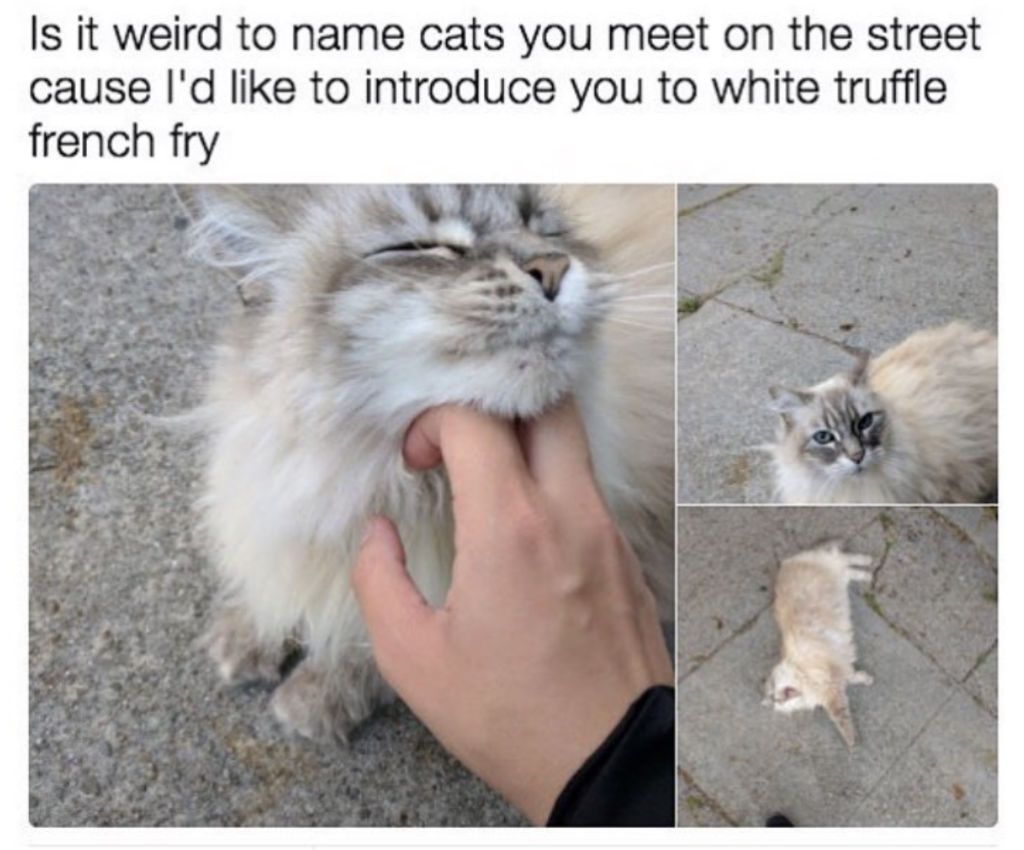 Memes de gatos callejeros