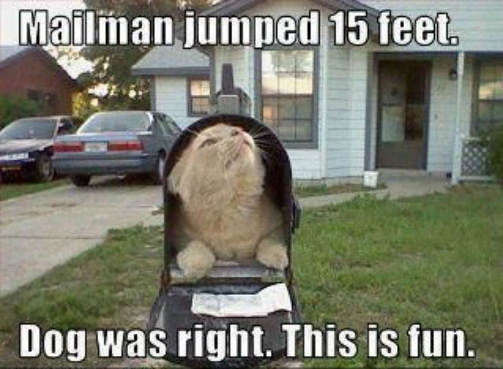 Mailman kaķu memes