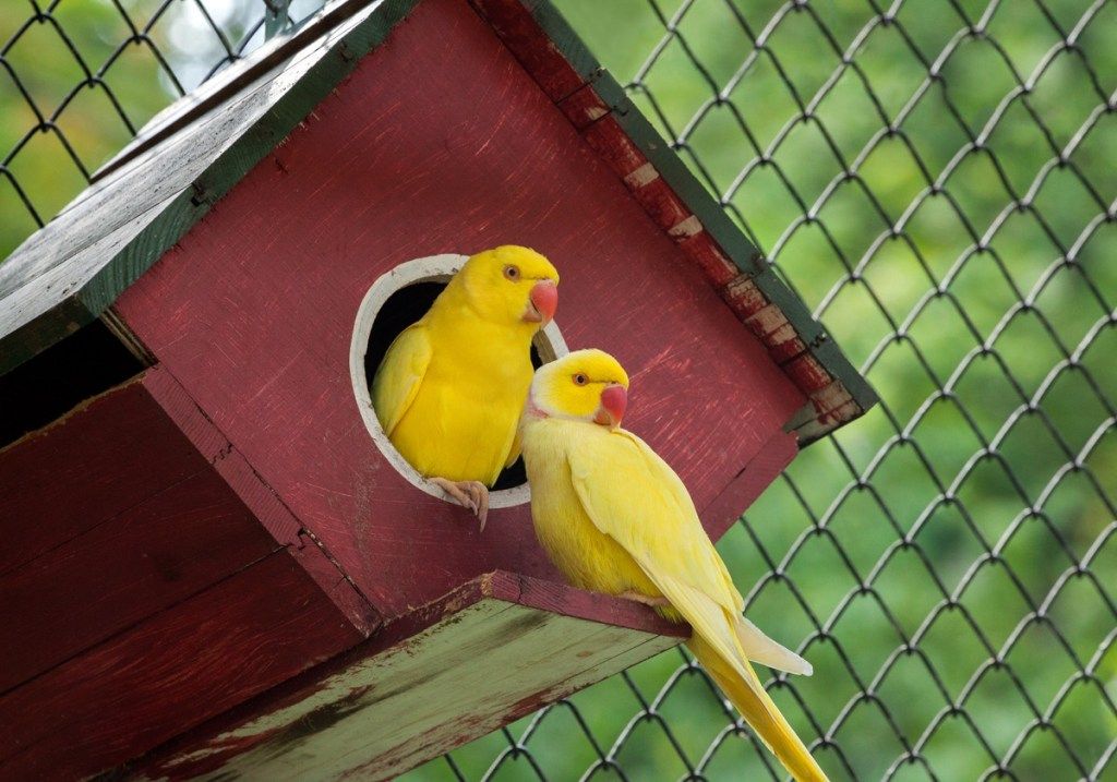 dva kanarčka v rdeči ptičji hišici
