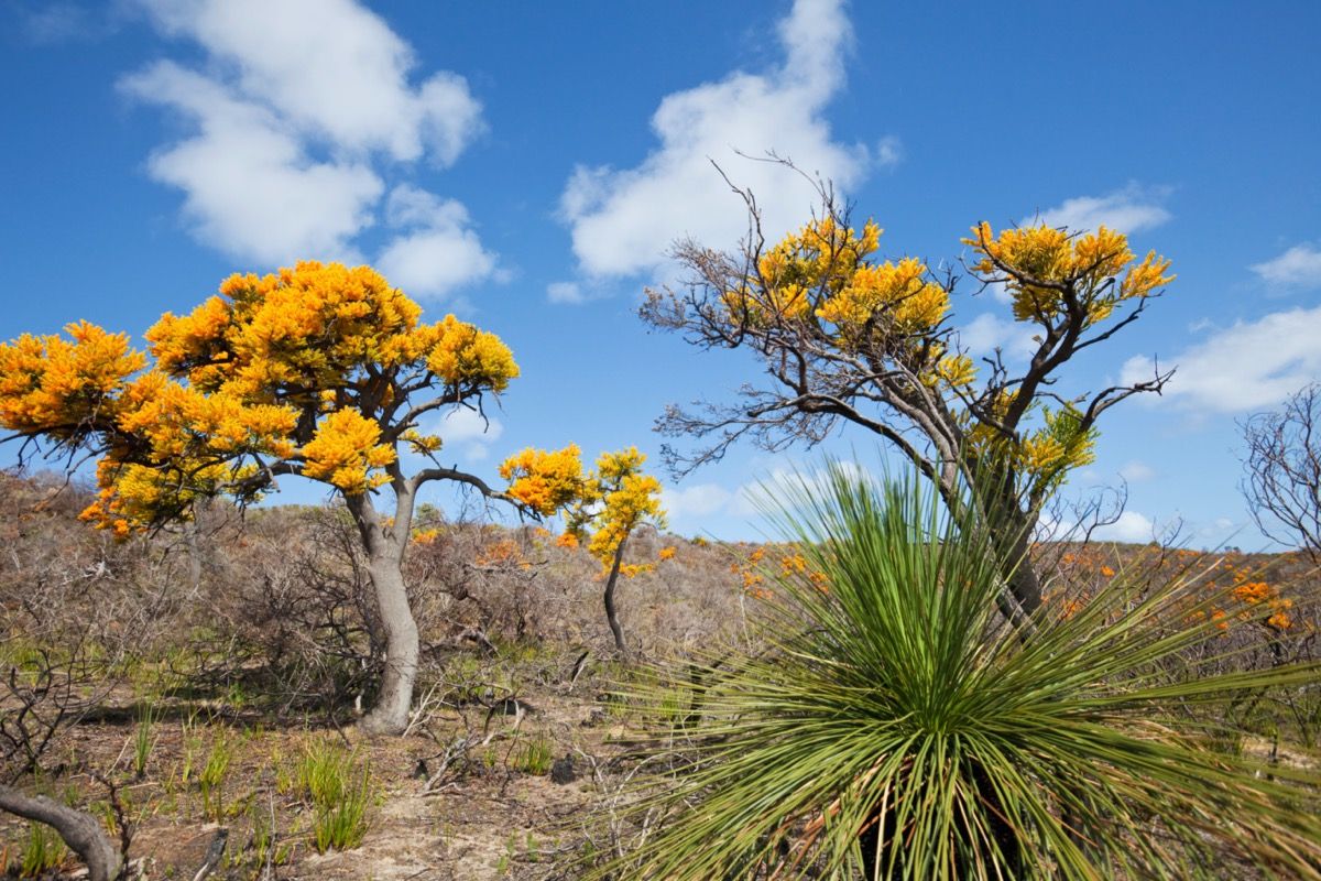 zelta ziedu koki Austrālijā