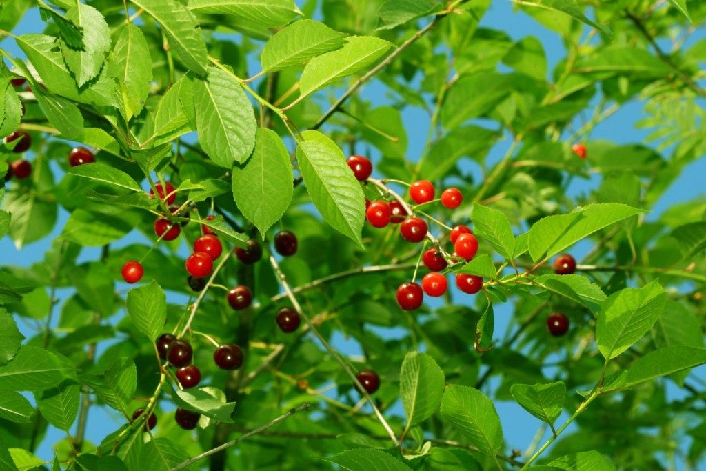 vyšnių medžio eglutės faktai
