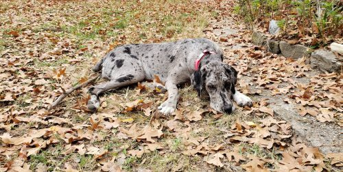   Siyah noktalara sahip bir gri Great Danoodle köpeği sonbahar yapraklarında dinleniyor.