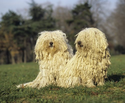   Twee gebroken witte Hongaarse Puli-honden die op het gras zitten.