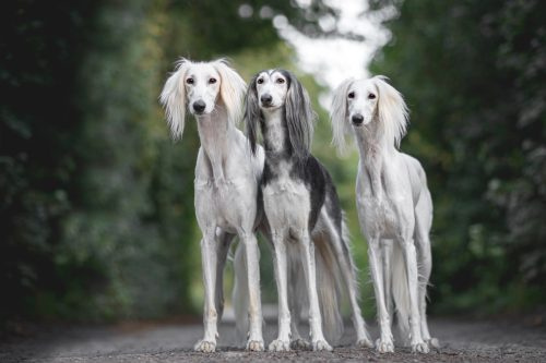   三匹のサルーキ犬