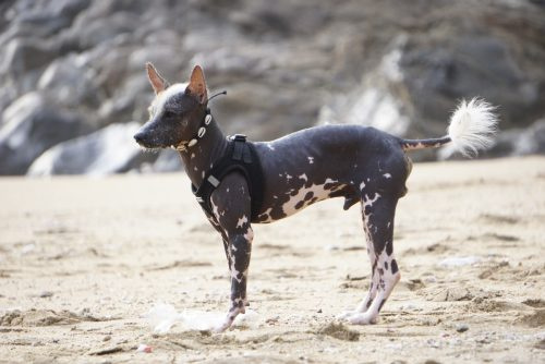   En mexicansk hårløs Xoloitzcuintle-hund på stranden.