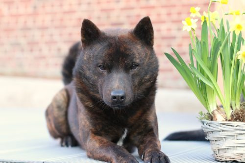   Ein schwarz-brauner Kai Ken-Hund, der neben einem Topf mit gelben Tulpen liegt.