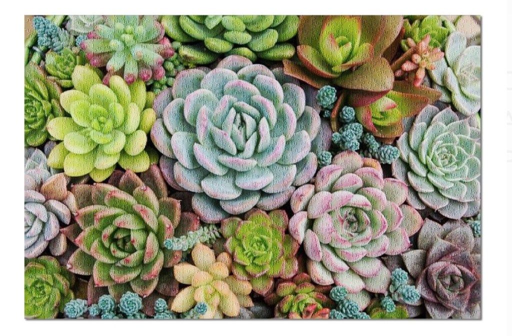 teka-teki menyusun potongan gambar succulents