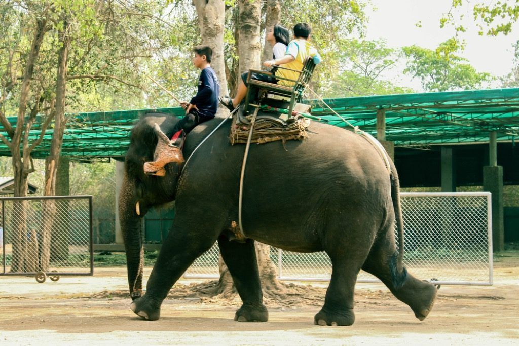 norsu ratsastaa Thaimaassa