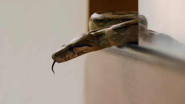 La señal número 1 de que hay una serpiente detrás de su refrigerador