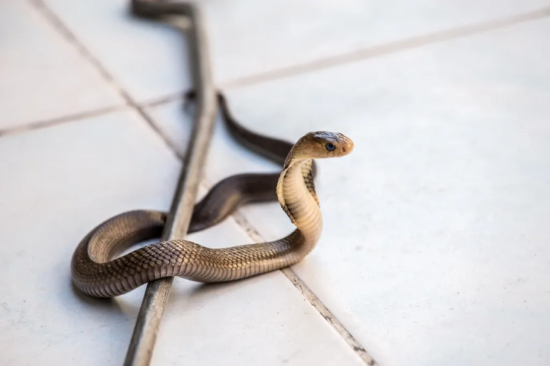   serpiente en azulejo