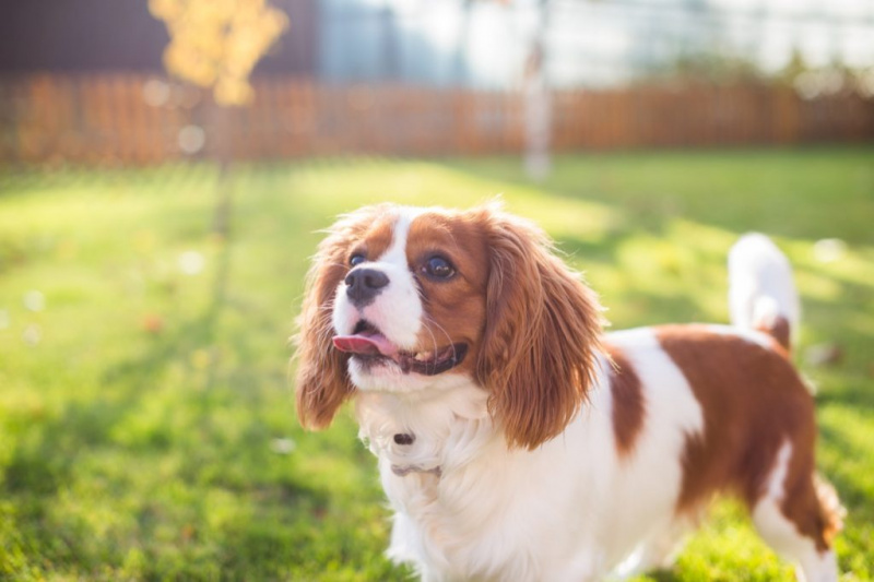   Porträtt av en hund på en bakgrund av grönt gräs - Bild