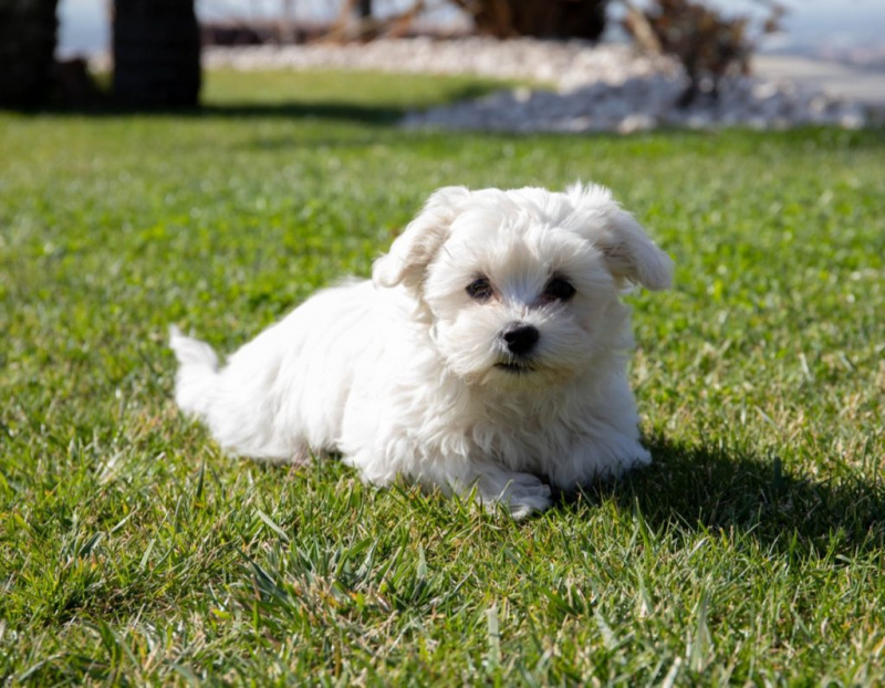   Anak Anjing Malta di Rumput