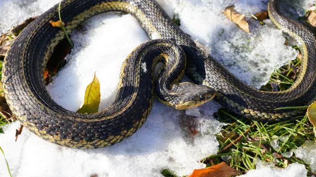 Ето кога трябва да внимавате за змии през зимата, казват експерти