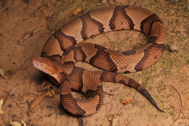   Un serpent Copperhead enroulé sur le sol